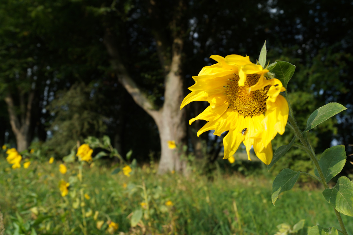 Sonnenblumen am E1 bei Detmold