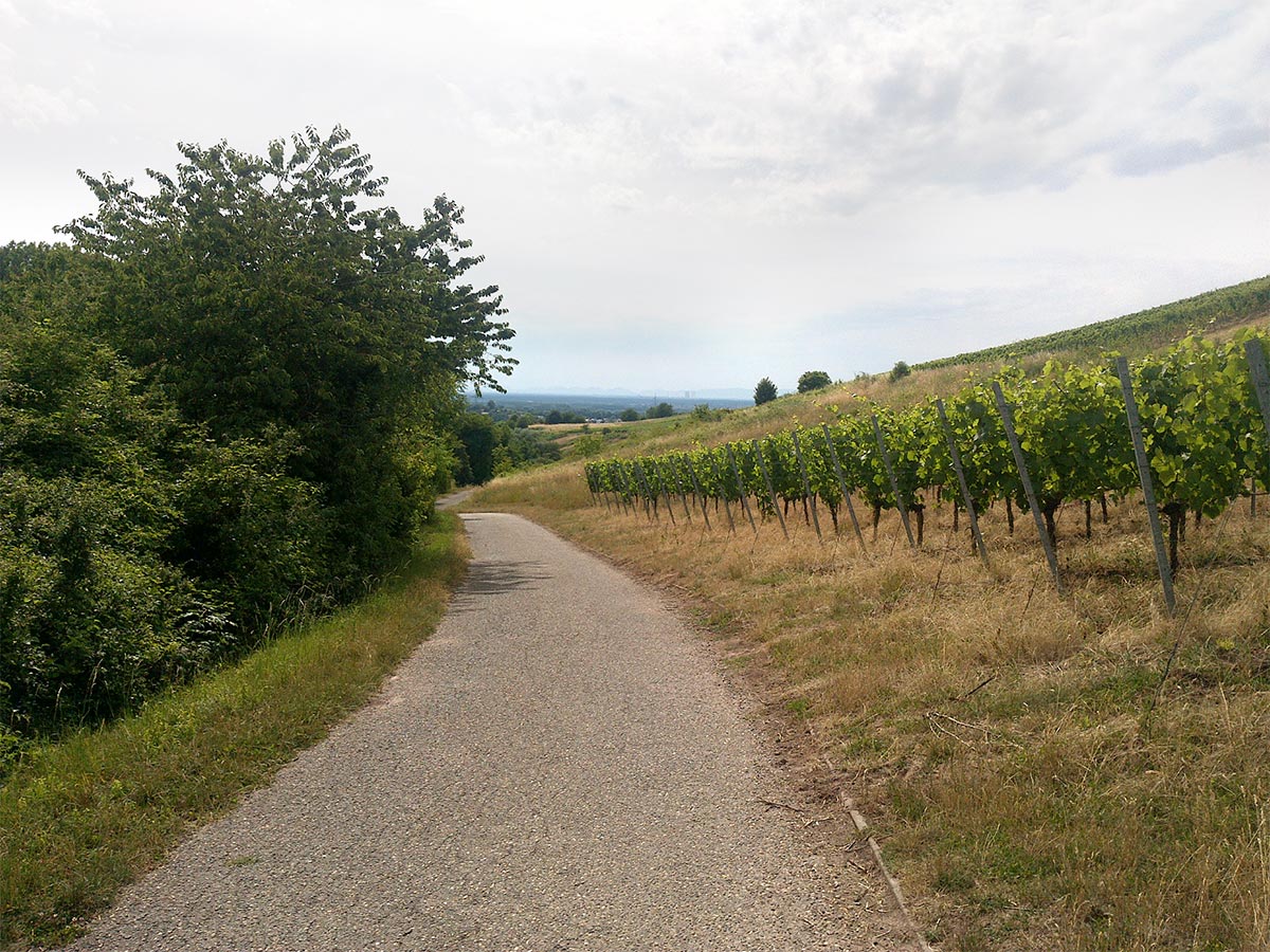 Wein am Abstieg nach Rauenberg