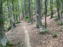 Forest paths in light beech forest and mixed forest