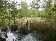 Otternhagener Moor