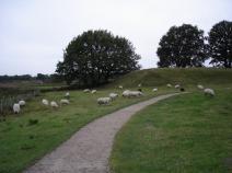 Grasende Schafe nahe Selker Noor