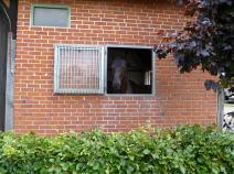 Neugieriges Pferd in Fuhlenhagen
