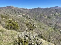 Monte Lavagnola mit Baumheide