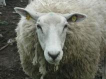 Viele Schafe im Norden