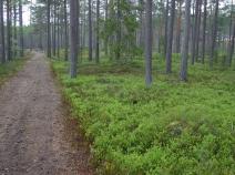 in der Nähe des Kroksjön ist der Wald licht und der Boden sandig