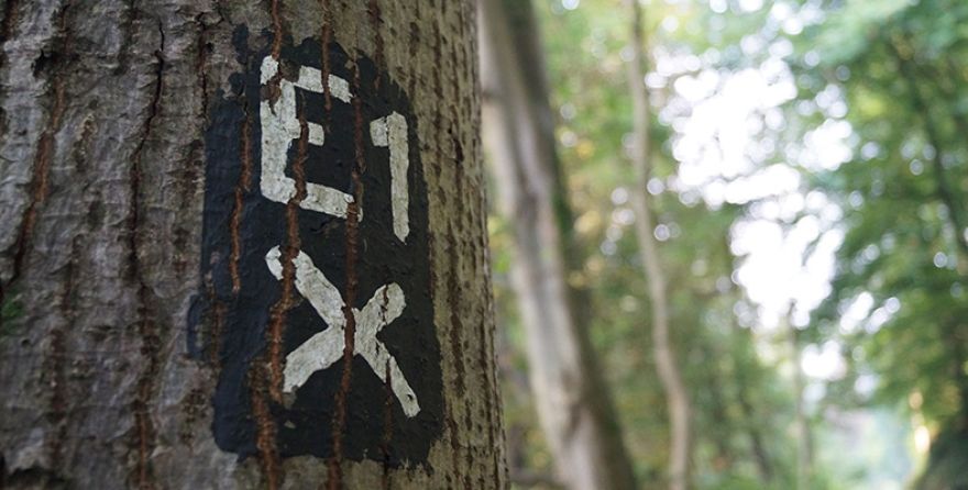 Baum mit E1-Markierung - Weißes Andreaskreuz auf schwarzem Grund